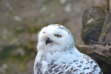 Portrait of a young snow owl
