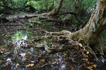 Mangrove trees of micronesia