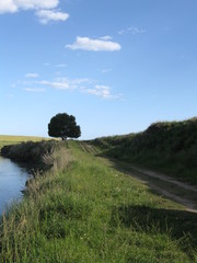 Arbol y rio