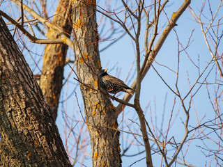 Starling on a tree branch