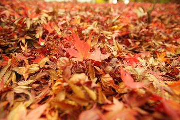 落ち葉　紅葉