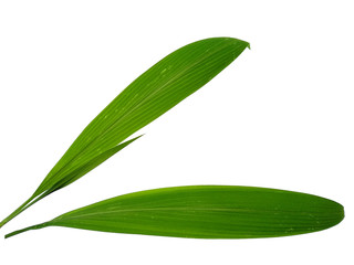 Green leaves isolated on white background. Tree or plant on white background.