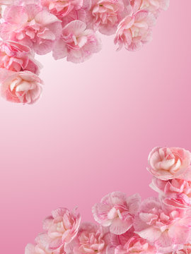 Mother&rsquo;s Day. Carnation on a pink gradient background. Greeting Card with Flowers. Gift for Mom, Woman, Teacher. Wedding Invitation. Festival Poster. Present. Vertical Banner. Spring Sale.