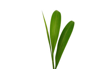 Green leaves isolated on white background. Tree or plant on white background.