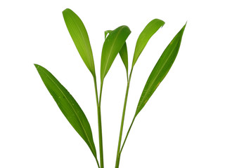 Green leaves isolated on white background. Tree or plant on white background.