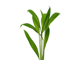 Fototapeta na wymiar Green leaves isolated on white background. Tree or plant on white background.