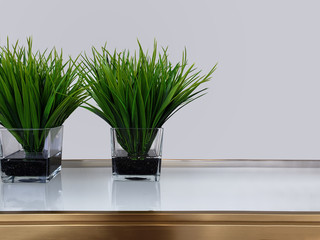 pot plants on glass shelf