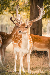 a little deer