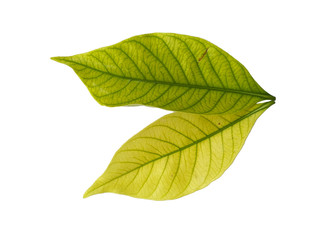 Obraz premium Leaf with white background. Kacapiring / Gardenia augusta also known as cape jasmine leaves isolated on white background.