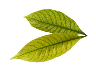 Leaf with white background. Kacapiring / Gardenia augusta also known as cape jasmine leaves isolated on white background.