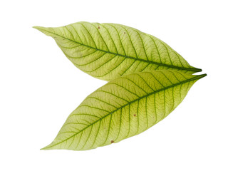 Leaf with white background. Kacapiring / Gardenia augusta also known as cape jasmine leaves...