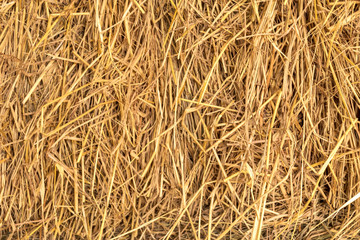 Close up of a Dry grass straw, harvest, hay background