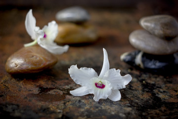 Obraz na płótnie Canvas Spa stones and orchid flowers on dark background.