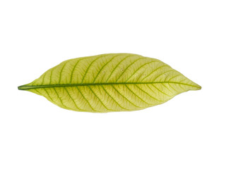 Fototapeta na wymiar Leaf with white background. Kacapiring / Gardenia augusta also known as cape jasmine leaves isolated on white background.