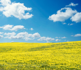Obraz premium Yellow field panorama on a sunny day