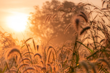 Grass flower in the morning at sunrise with golden sunshine. Flower field in rural. Orange meadow...
