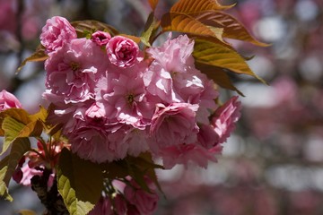 flowers in the garden