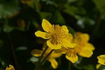 yellow flower