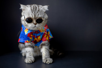 Scottish fold cat are wear sunglass and shirt.