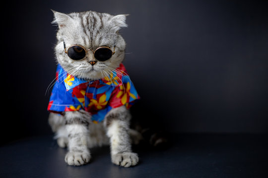Scottish fold cat are wear sunglass and shirt.