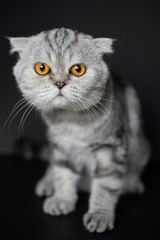 Portrait scottish fold cat in the studio.