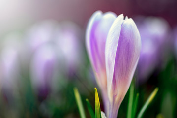 Fototapeta premium Young fresh shoot flower with unopened bud, soft focus, gentle light. Violet flowers of crocuses in fog, dreamy romantic of spring, Close up