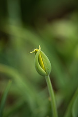 still closed tulip blossom, finely curved tips of the petals