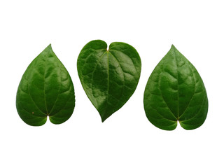 Green betel leaf isolated on white background. Yellow and green leaf background. Heart shaped green leaves.