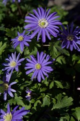 Fototapeta premium flowers on green background