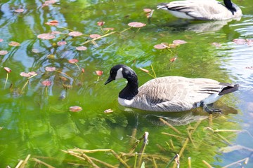 goose on water