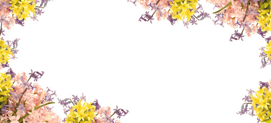 frame banner background with mix Hyacinthus orientalis flowers isolated on a white background.space for your text.