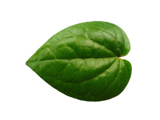 Green betel leaf isolated on white background. Yellow and green leaf background. Heart shaped green...