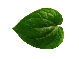 Obraz na płótnie Canvas Green betel leaf isolated on white background. Yellow and green leaf background. Heart shaped green leaves.
