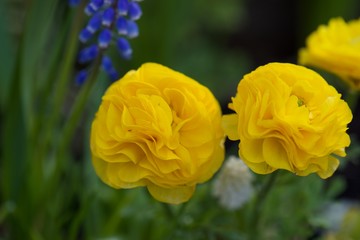 yellow flowers in garden