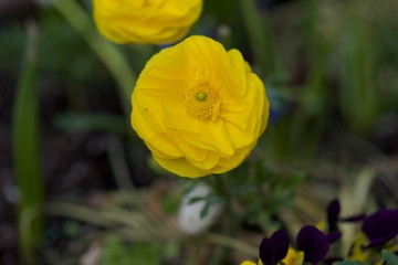 yellow flowers in garden