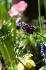 blue butterfly on a flower