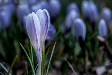 Dew drops on petals on purple flowers, soft focus, dusk, night lighting. Dreamy romantic spring,...