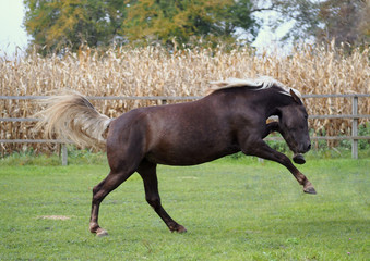The pony of original color frolics in green paddock