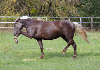 The pony of original color walks highly raising legs