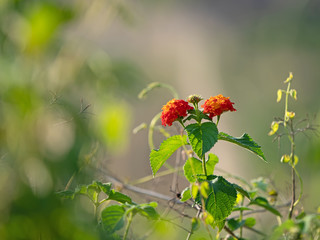 Close up Lantana Camara Flowers with Green Leaves Isolated on Nature Background