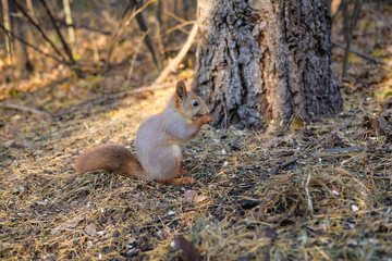 Curious squirrel looks out from behind a tree.