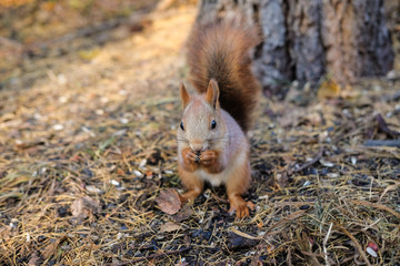 Curious squirrel looks out from behind a tree.