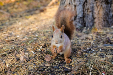 Curious squirrel looks out from behind a tree.