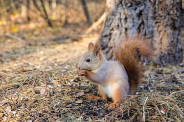Naklejka na ściany i meble Curious squirrel looks out from behind a tree.