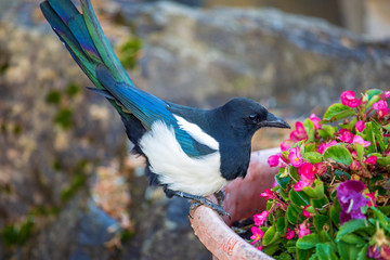 Elster (Pica pica) - Elstern - Blumen - schillernd