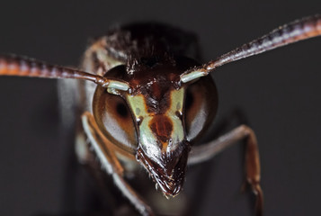 Macro Photo of Head of Paper Wasp Isolated on Grey Background