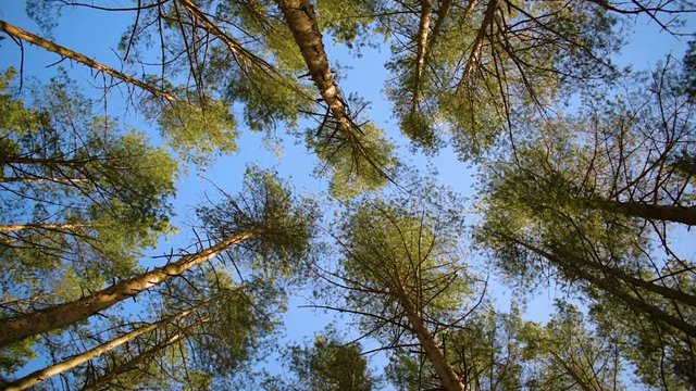 Image of a pine forest. Shooting at a low angle. Trees slowly sway in the wind, against a bright sunny sky.