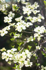 Cornus florida, the flowering dogwood (ハナミズキ)