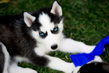 little Puppy husky