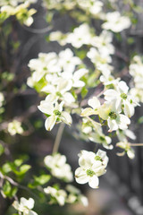 Cornus florida, the flowering dogwood (ハナミズキ)